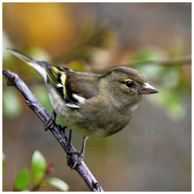 Pinson des arbres femelle par Dutialain