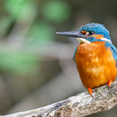 Mon copain d'affût par jeromebouet