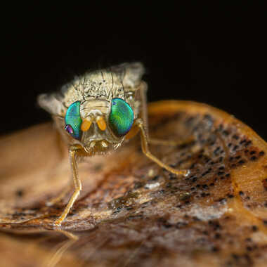 Quel regard! par JeBricole