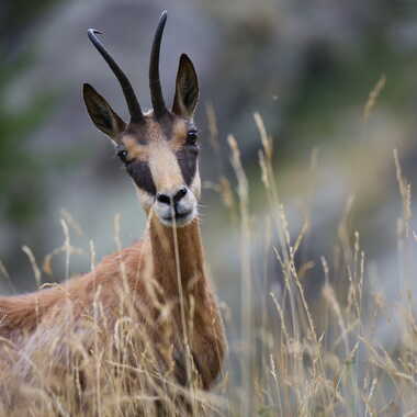 Il se mérite ce regard confiant ! par AV1960