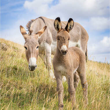 Gagnant du Concours Photo Bébés animaux