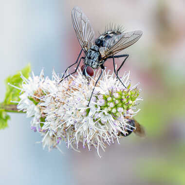 Dinera ferina par tinathphoto