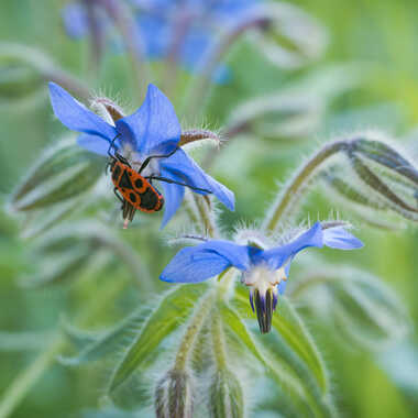 Le gendarme dans la bourrache par lemania74