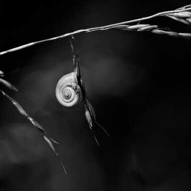 Nature monochrome (22) par ERASMUS