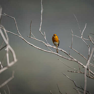 le chant du rouge gorge par whitealix
