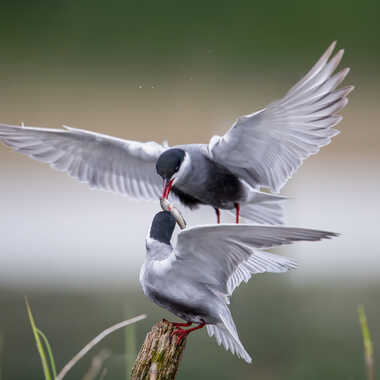 Une offrande pour Madame par jeromebouet
