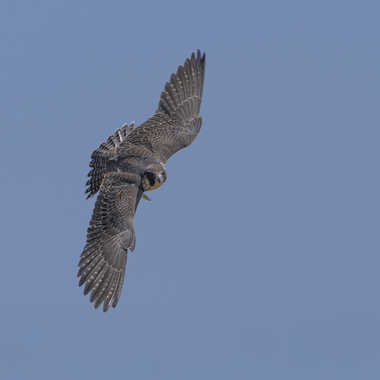 Faucon pélerin par pierange