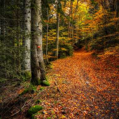Sur le chemin aux couleurs d'automne
