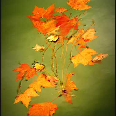 Les Feuilles Mortes se Ramassent ... par ANNIC