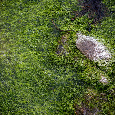 Algues marine par Christophe58