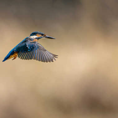 Gagnant du Concours Photo Oiseaux