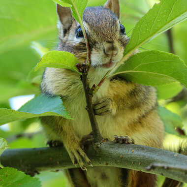 Gagnant du Concours Photo Bébés animaux