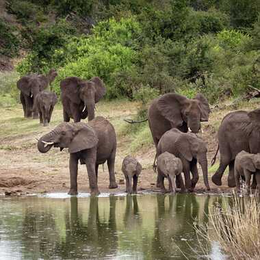Eléphant d'Afrique au point d'eau par patrick69220