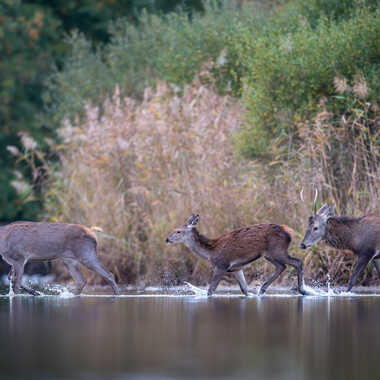Trio Solognot par jeromebouet