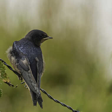 Hirondelle rustique par Dutialain
