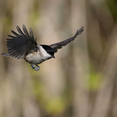 Atterrissage imminent par Thor