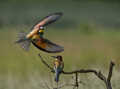 A la chasse