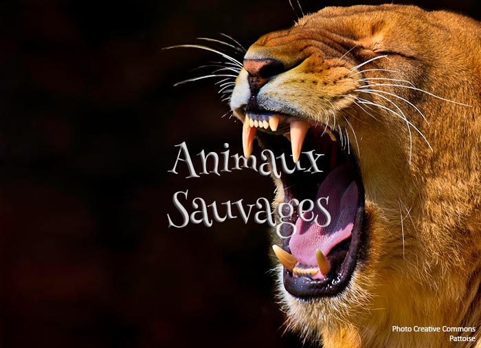 Concours Photo - Animaux Sauvages