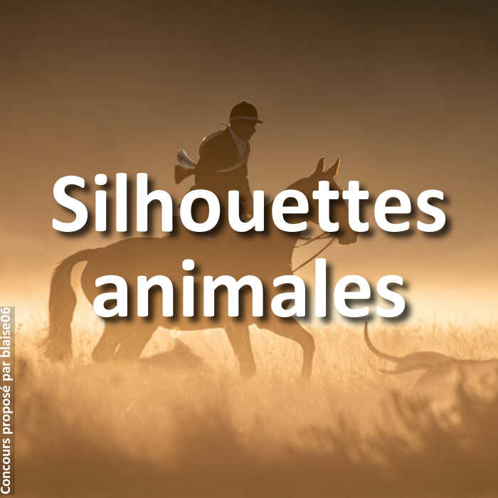 Concours Photo - Silhouettes animales