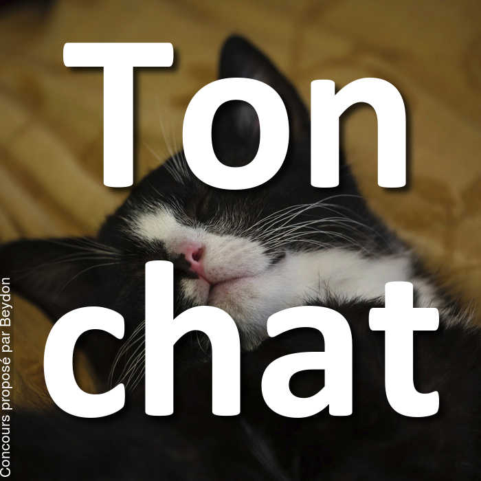 Concours Photo - Ton chat