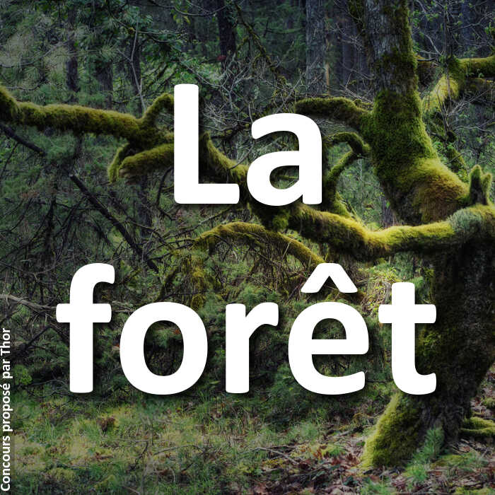 Concours Photo - La forêt