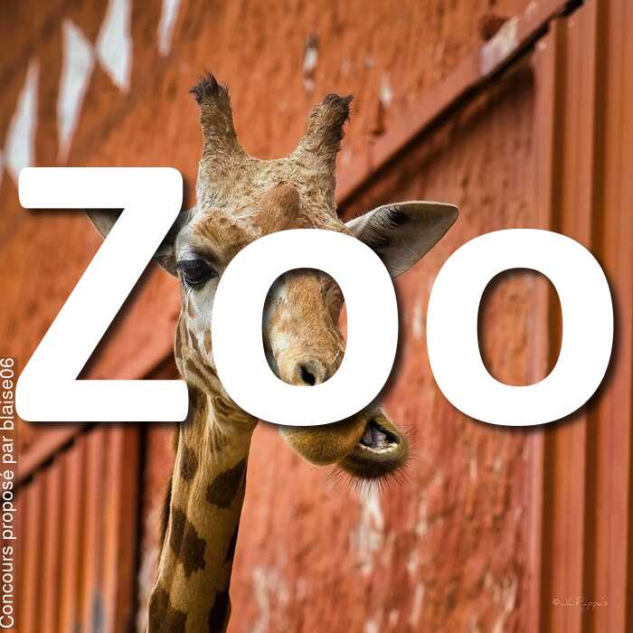 Concours Photo - Zoo