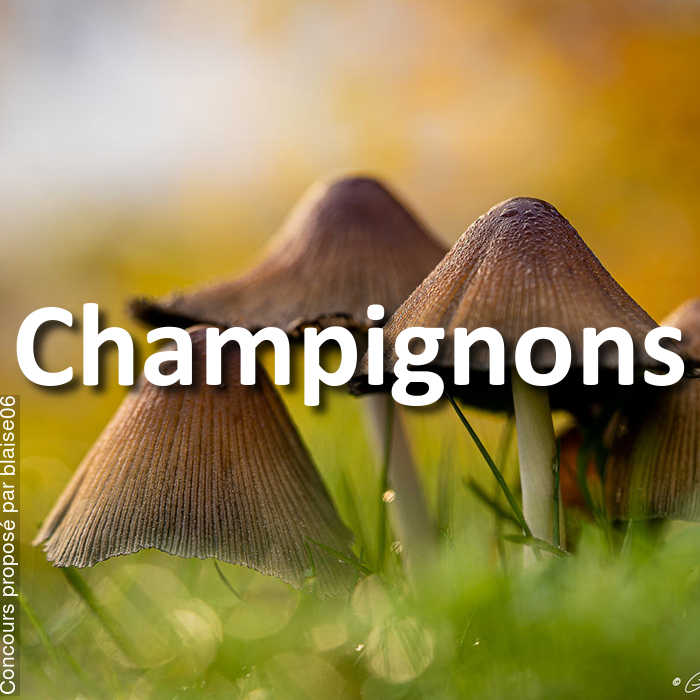 Concours Photo - Champignons