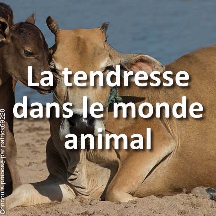 Concours Photo - La tendresse dans le monde animal