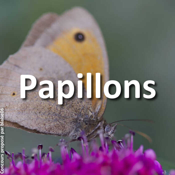 Concours Photo - Papillons
