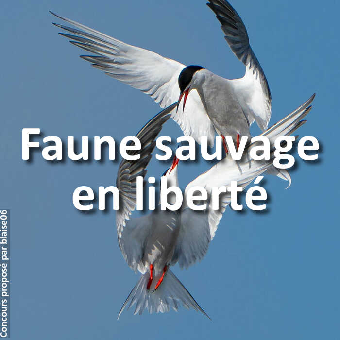 Concours Photo - Faune sauvage en liberté