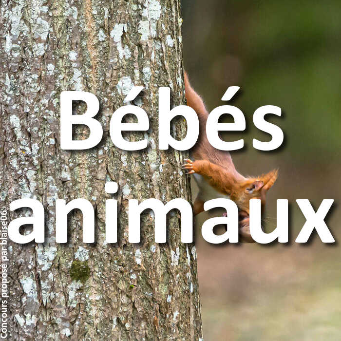 Concours Photo - Bébés animaux