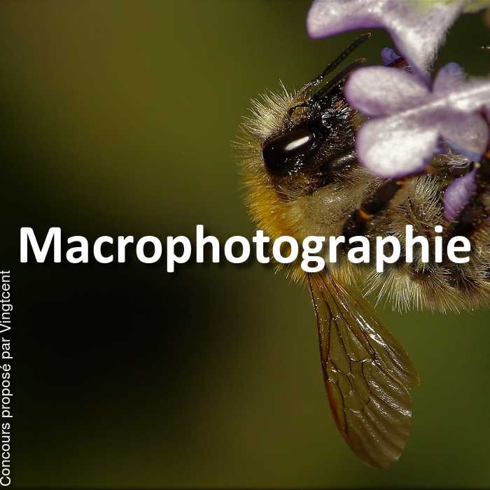 Concours Photo - Macrophotographie