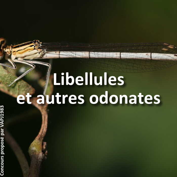 Concours Photo - Libellules et autres odonates