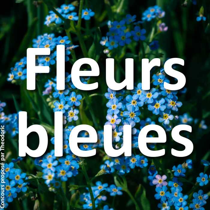 Concours Photo - Fleurs bleues