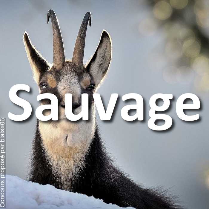 Concours Photo - Sauvage