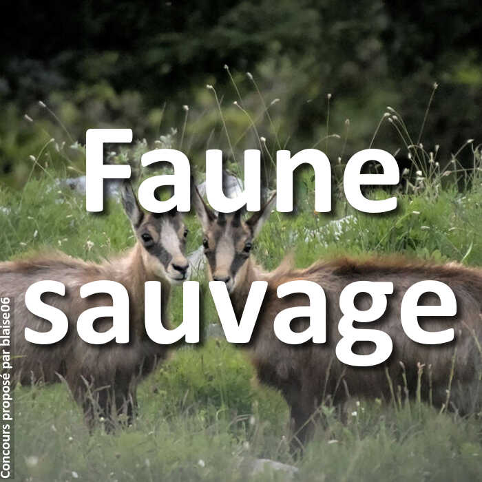 Concours Photo - Faune sauvage