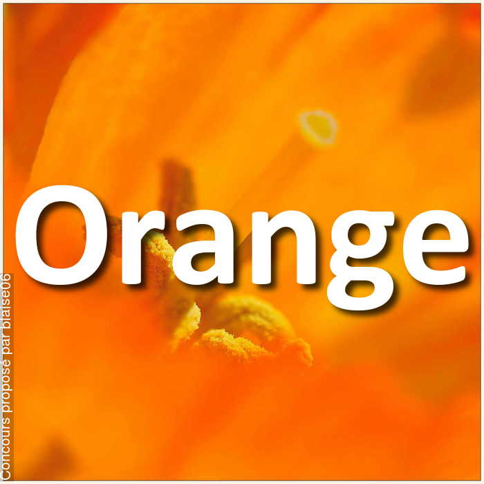 Concours Photo - Orange