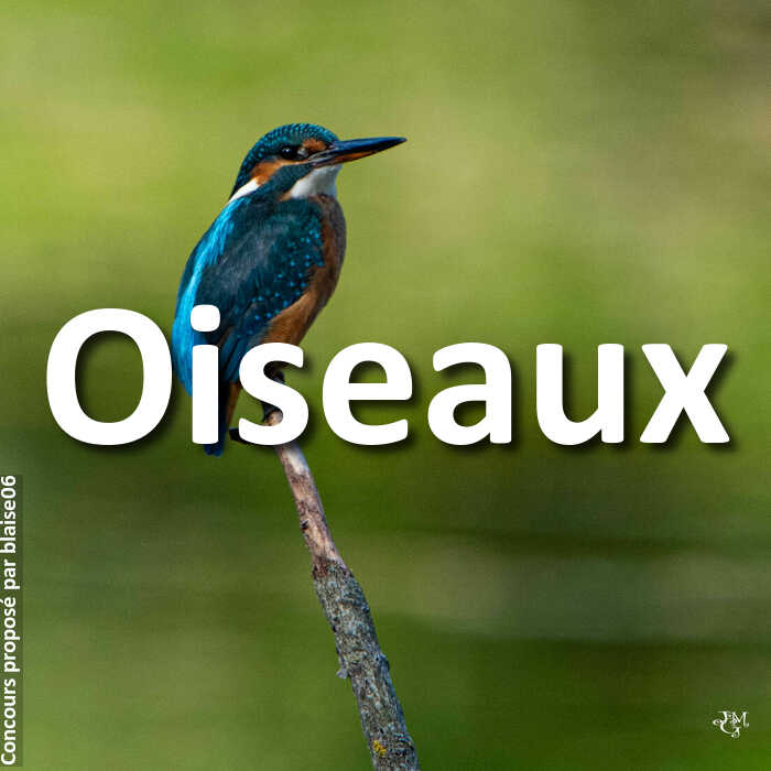 Concours Photo - Oiseaux