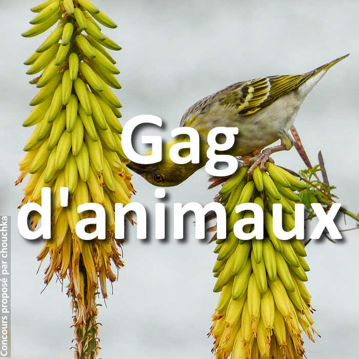 Concours Photo - Gag d'animaux