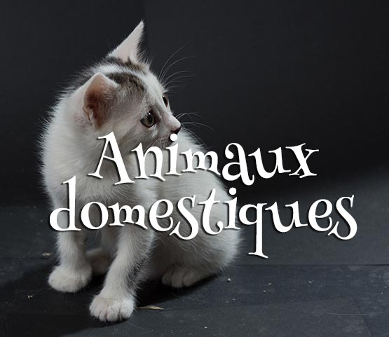 Concours Photo - Animaux Domestiques