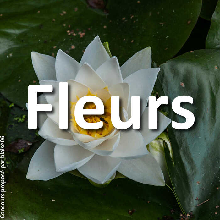 Concours Photo - Fleurs