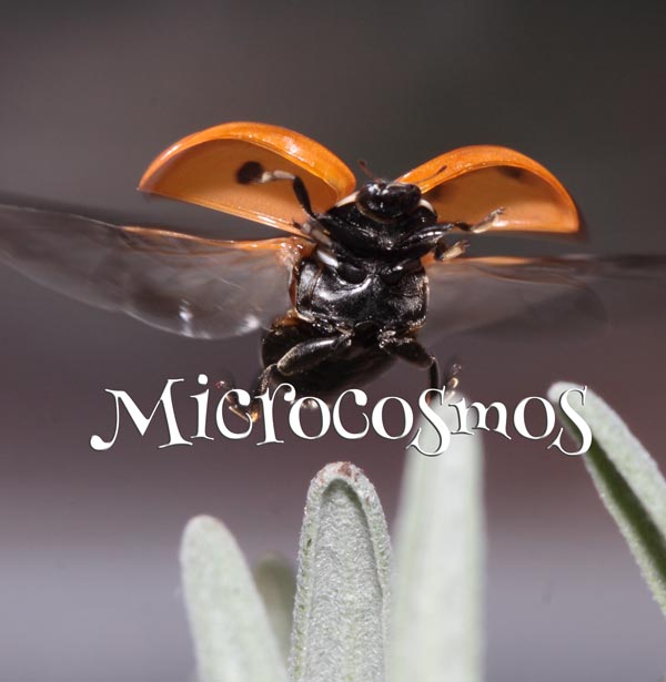 Concours Photo - Microcosmos