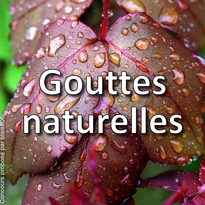 Concours Photo - Gouttes naturelles