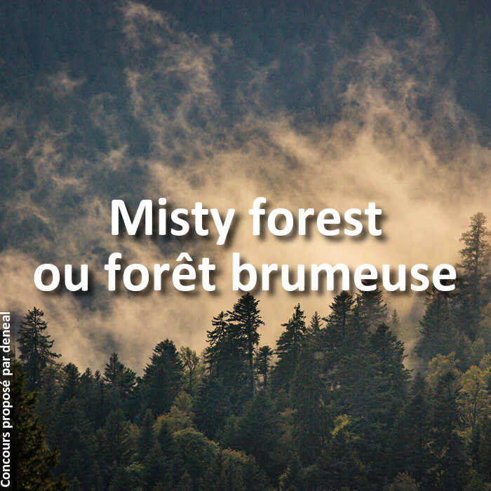 Concours Photo - Misty forest ou forêt brumeuse
