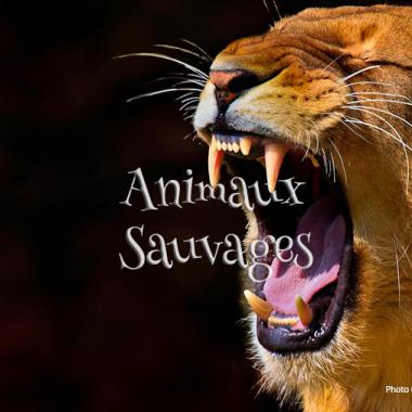 Animaux Sauvages