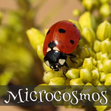 Microcosmos #2