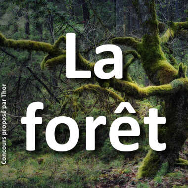 La forêt