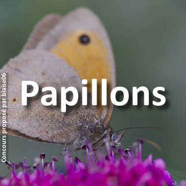 Papillons