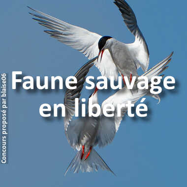 Faune sauvage en liberté