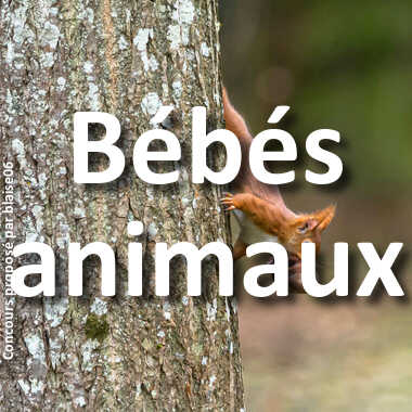 Bébés animaux